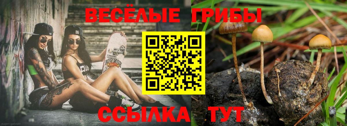 Галлюциногенные грибы Psilocybe Невинномысск